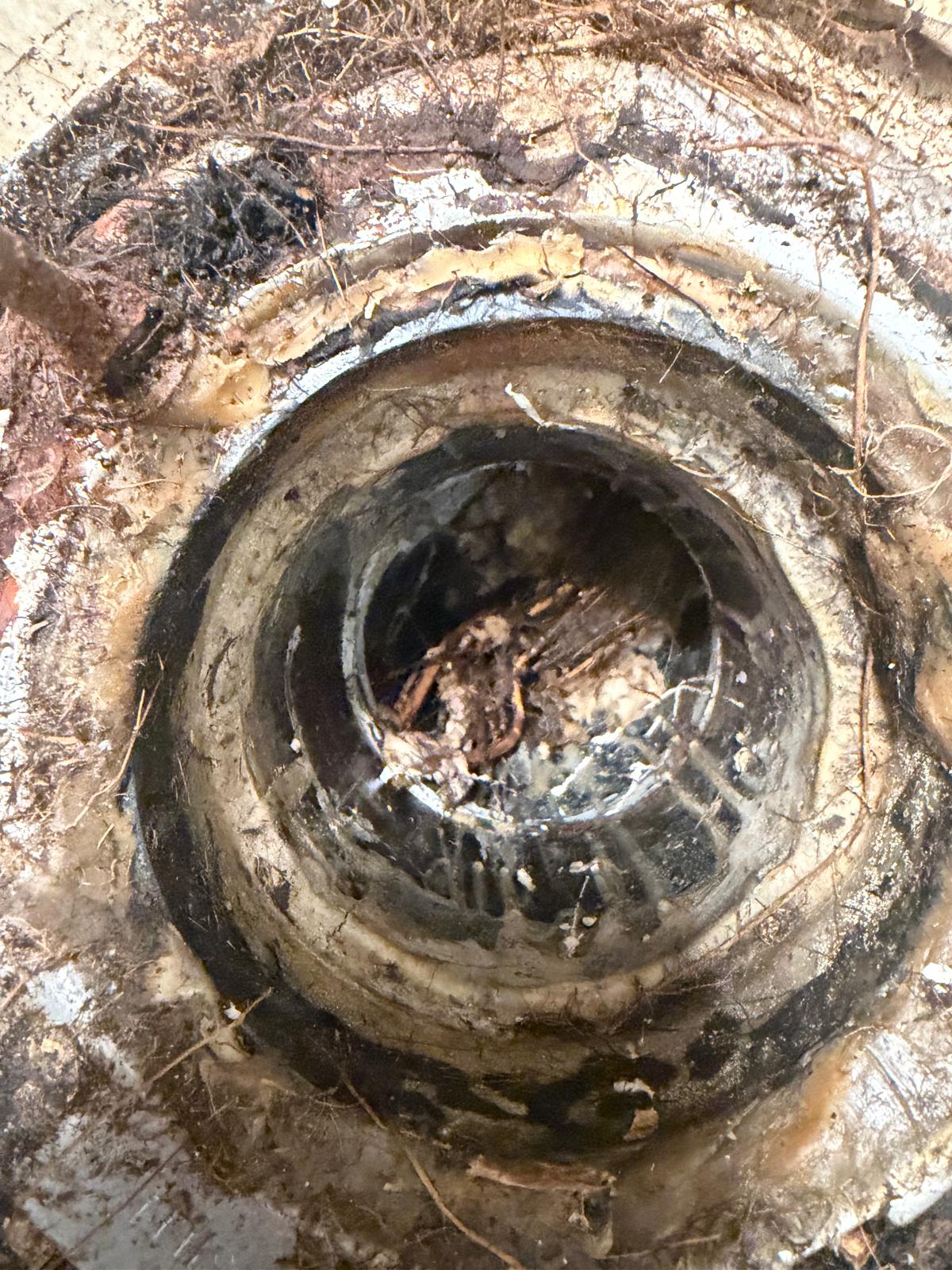 tree roots clogged toilet drain pipe removal